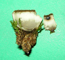 Humaria hemisphaerica .